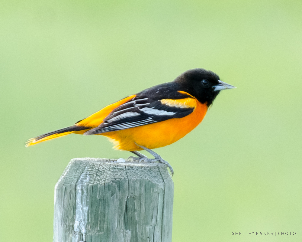 Prairie Nature Baltimore Oriole Improbably, brilliantly orange