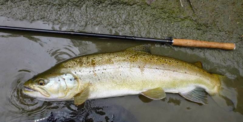 Тенкара в Україні. Tenkara in Ukraine. : Удилище Текара. Tenkara Rod.