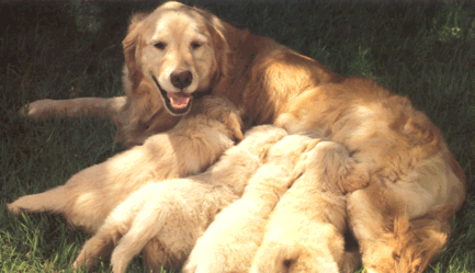 Puppy Not Eating Dry Food Puppy Not Eating Dry Food