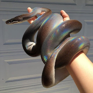 Formosan odd scaled snake