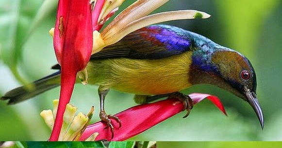 Burung madu simungil nan eksotik  Manok Gacor