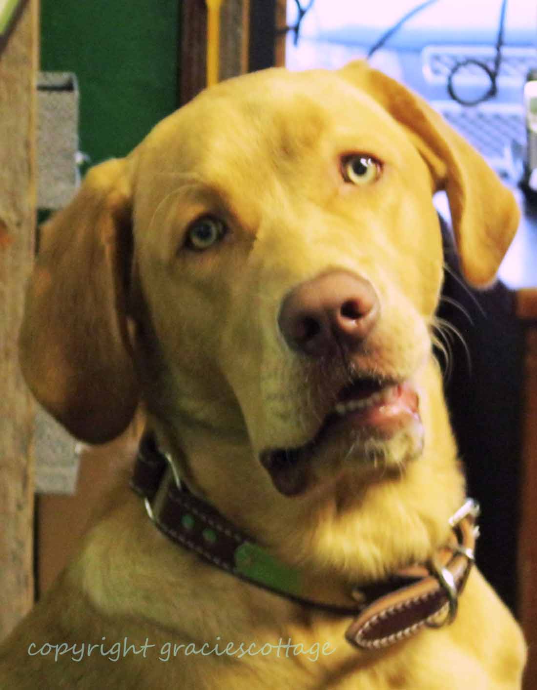 Gracie's Cottage Shopping Columbus & Pardeeville...and a Big Sale!