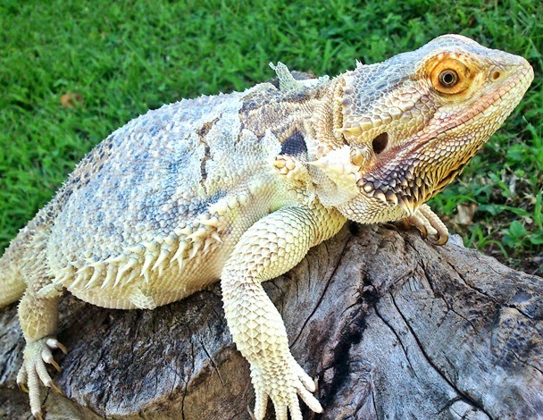 bearded-dragon-shedding.jpg