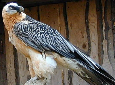 The most dangerous 10 birds in the world