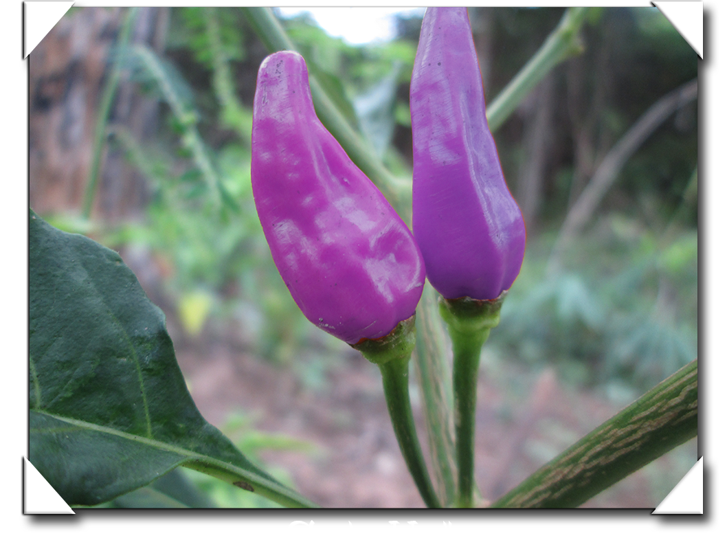 30+ Gambar Animasi Cabe Pedas Png - golek gambar