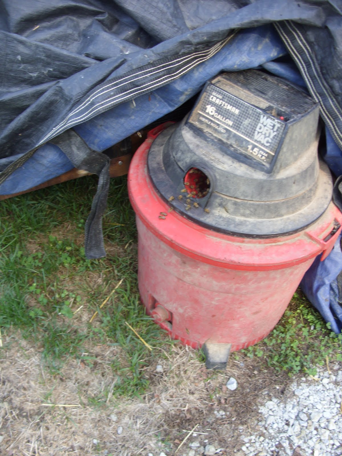 The Bee Lady from Hilltop Farm Shop Vac Bees