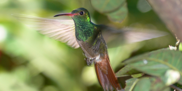 Observation d’oiseaux à Pichincha