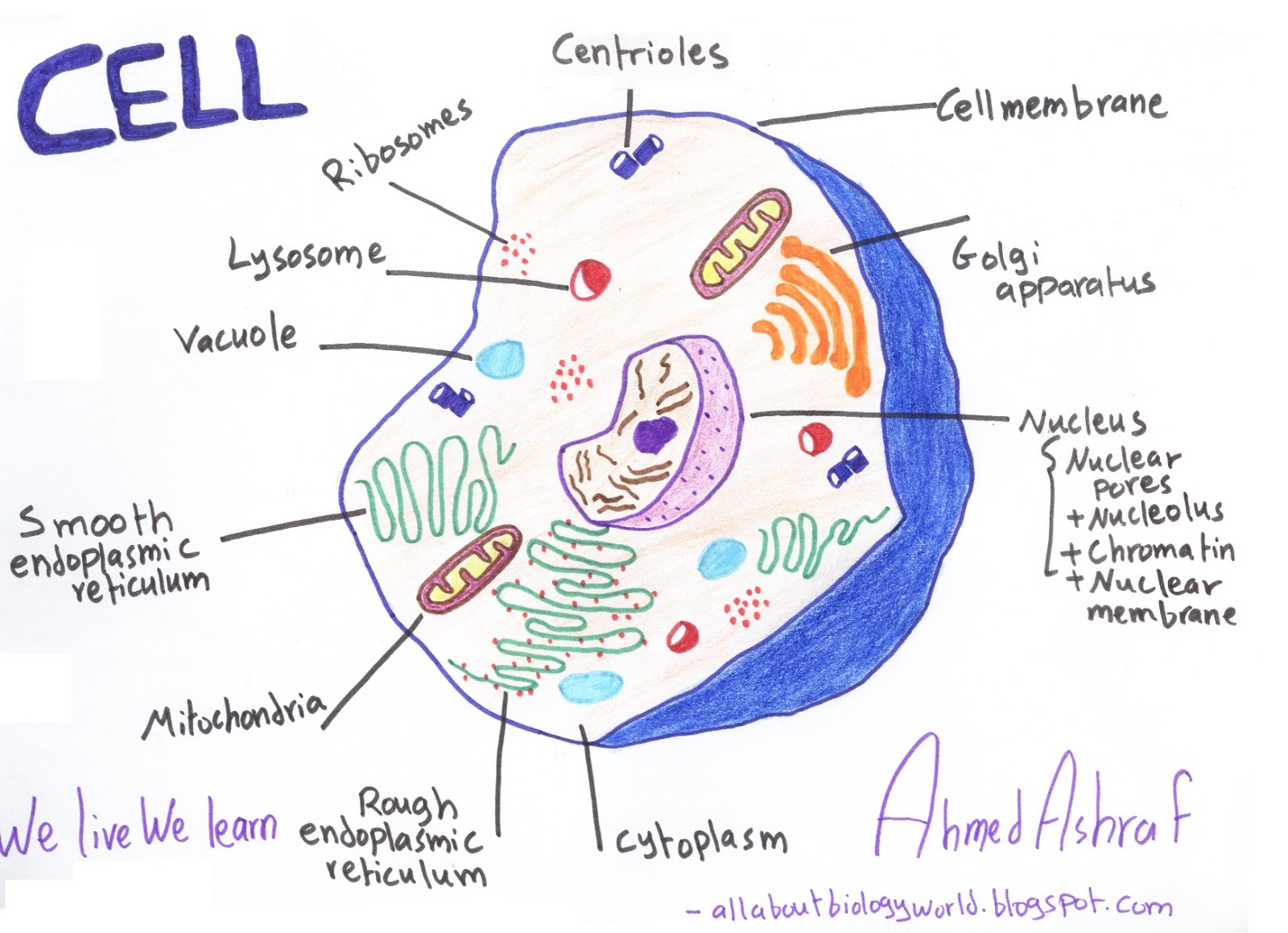 Schematic Diagram Biology – How to Draw Biological Diagrams in ...