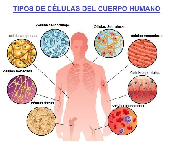 Tipos De Células Del Cuerpo Humano