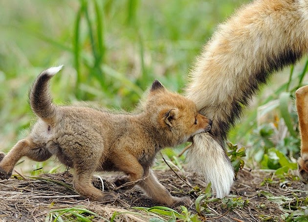 fox photo gallery1