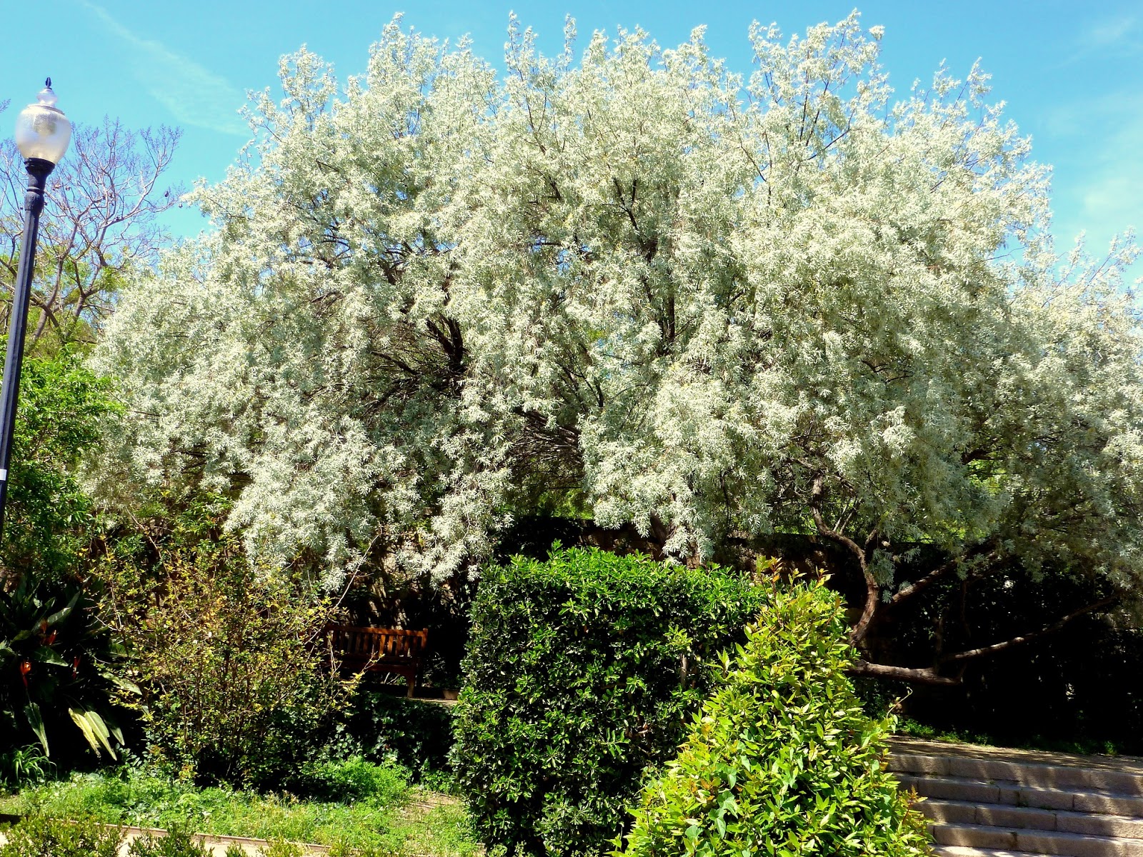 Árboles con alma: Árbol del paraiso. Arbre del paradís. (Elaeagnus