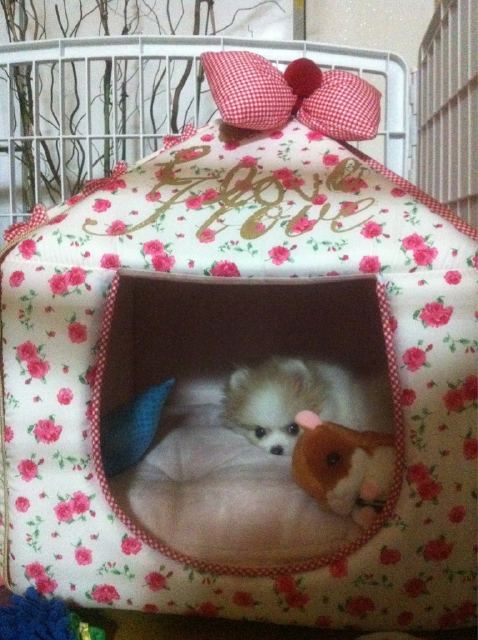 [Pictures] Meet Han Seung Yeon's pet dog "Puri"! | Daily K Pop News