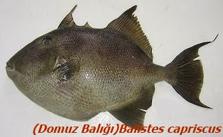 balik turleri resimli aciklama 76 balik domuz baligi