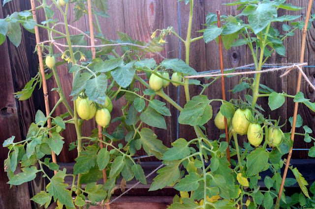 Roma Tomatoes on the plant