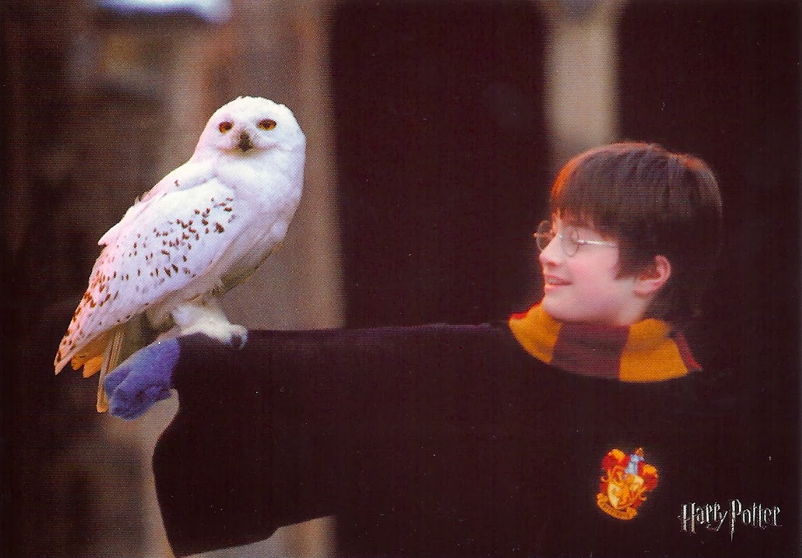 My Favorite Animal Postcards The Owl From Harry Potter
