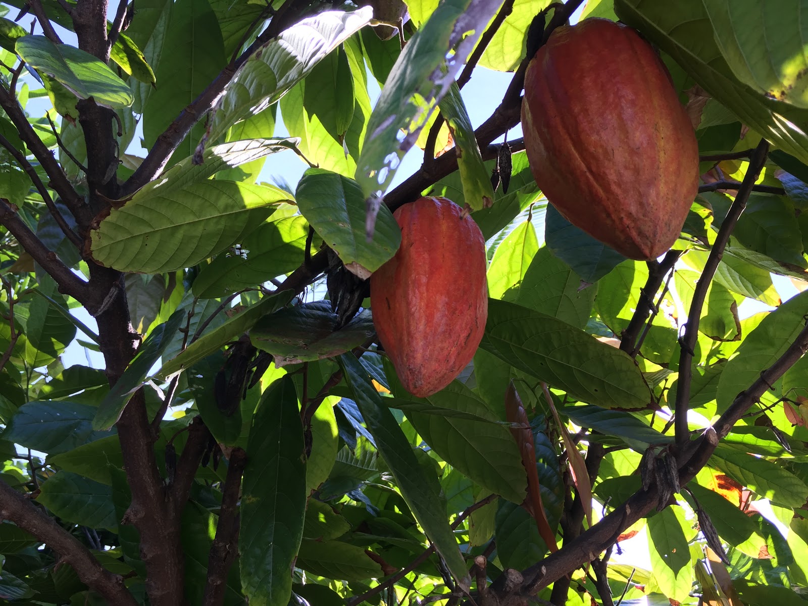 The Original Hawaiian Chocolate Company Farm Tour