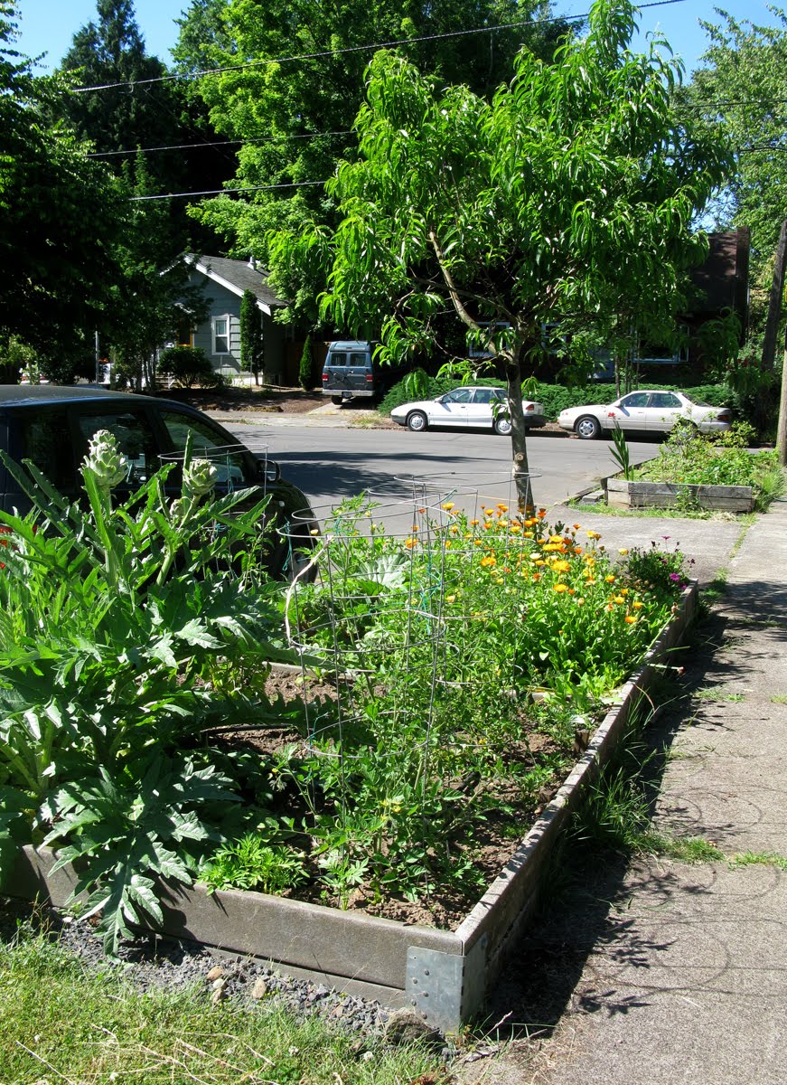 Growing Edibles in Vancouver, British Columbia Vegetables in the Front Yard FrontYard