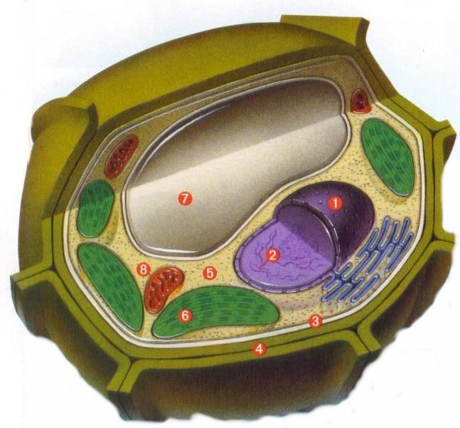 Растительная клетка царство. Живые клетки растений. Муляж Plant Cell structure bm064. Раститрастительная клетка. Растительная клетка растения.