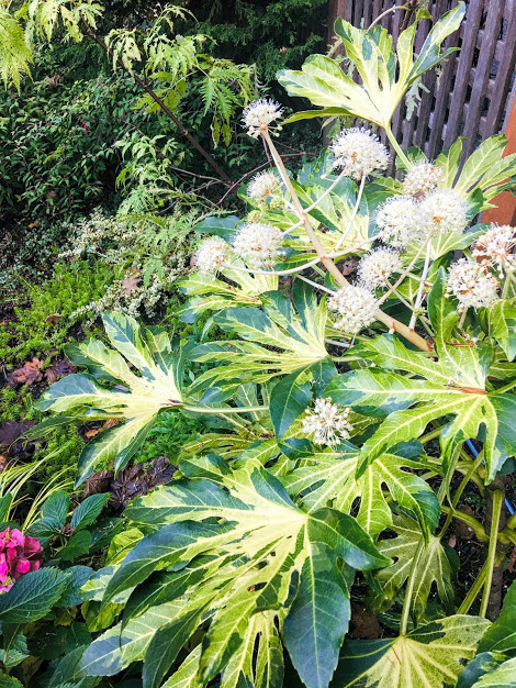 Seattle Garden Ideas Pieris Japonica