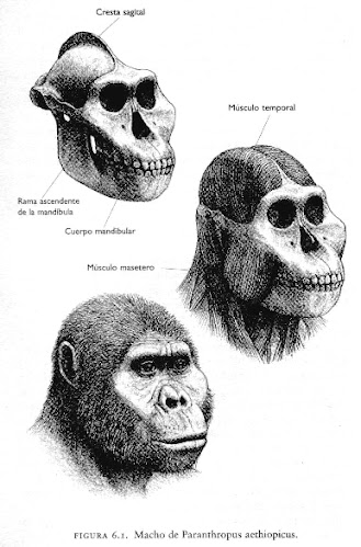 hominidae del plioceno Paranthropus aethiopicus
