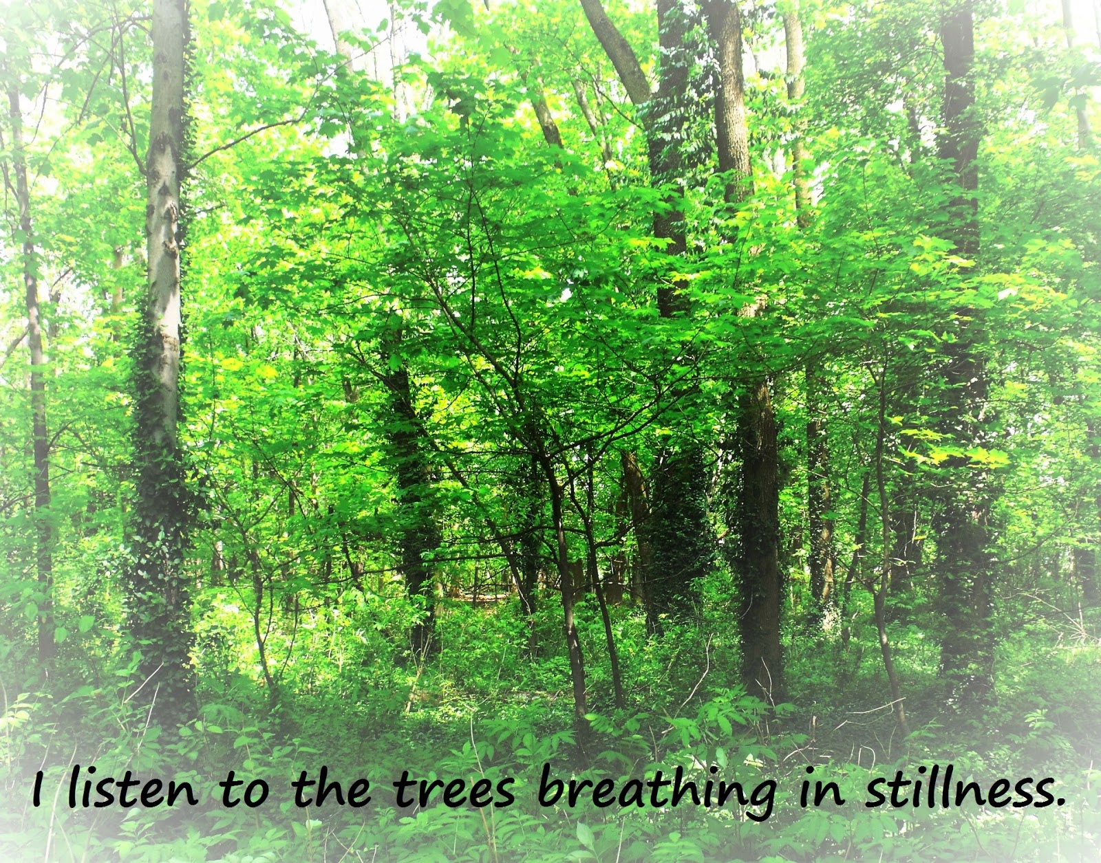 Unfolding Myths Trees Breathing