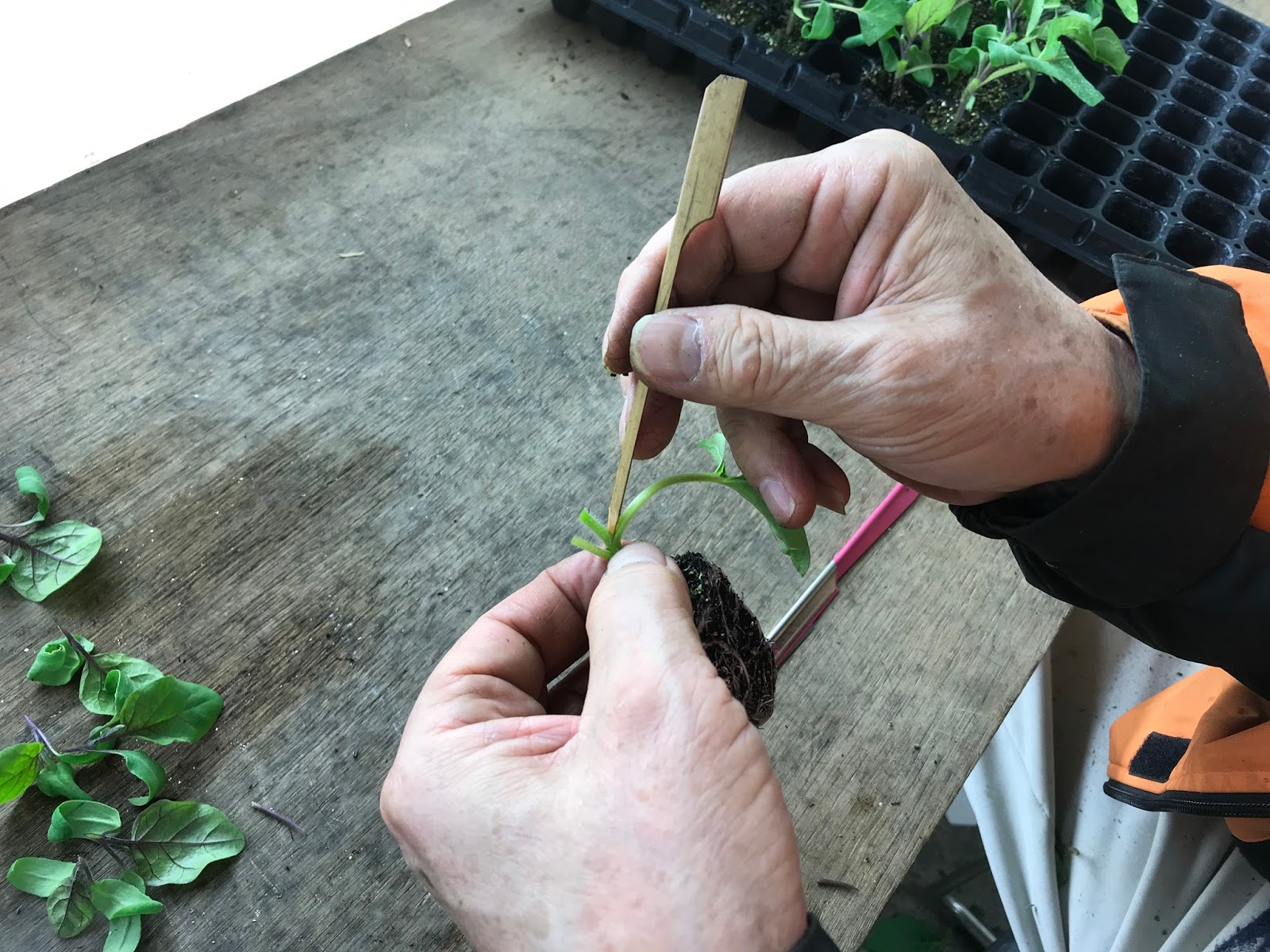 千葉大学 果樹 蔬菜 造園 加工ブログ ナスの接ぎ木