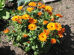 calendula-officinalis-wikipedia