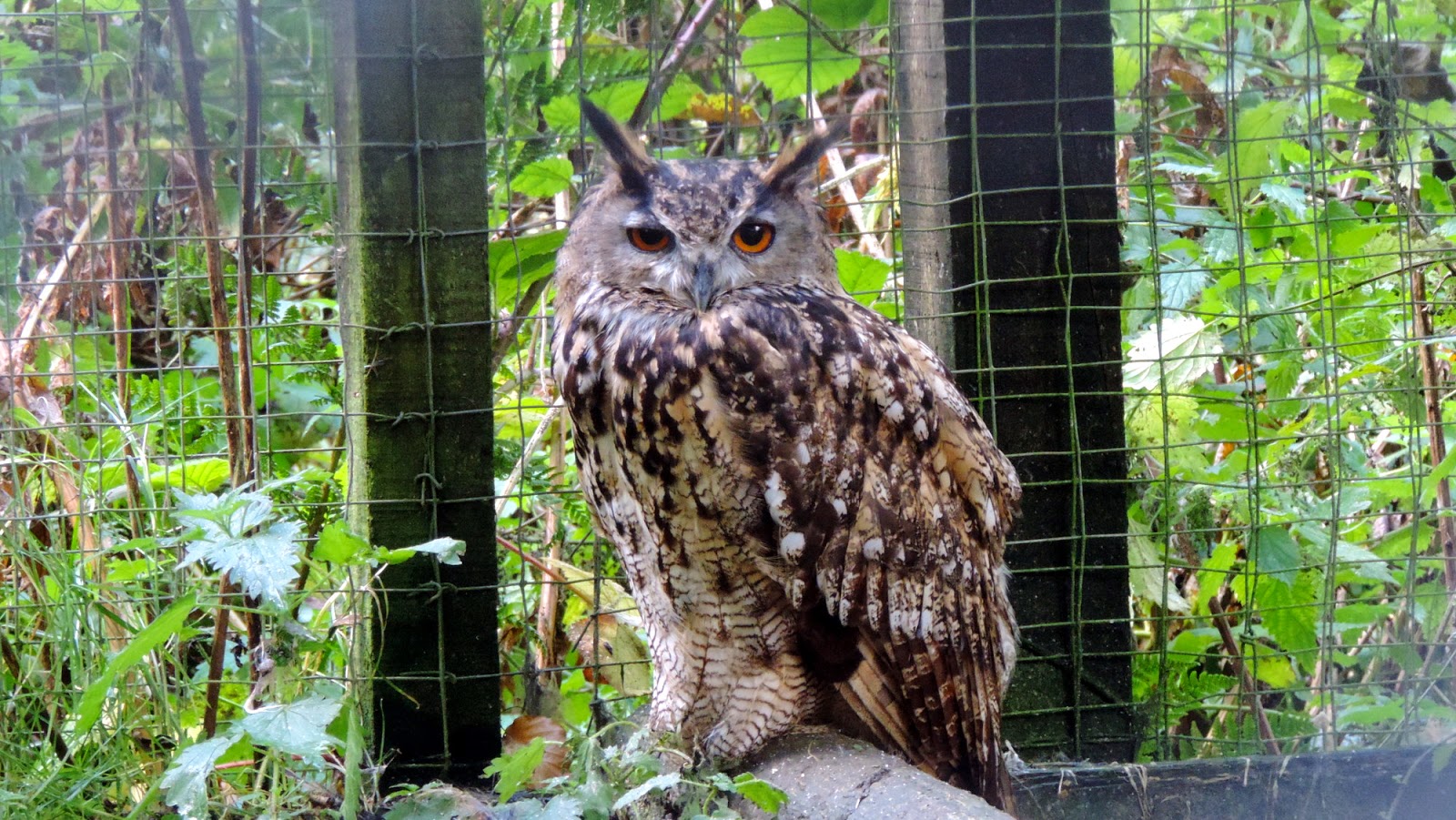 The Glebe Blog: Galloway Wildlife Conservation Park