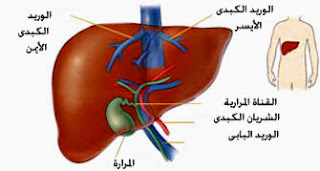 علاقة الوقت بالجسم  %D8%A7%D9%84%D9%83%D8%A8%D8%AF