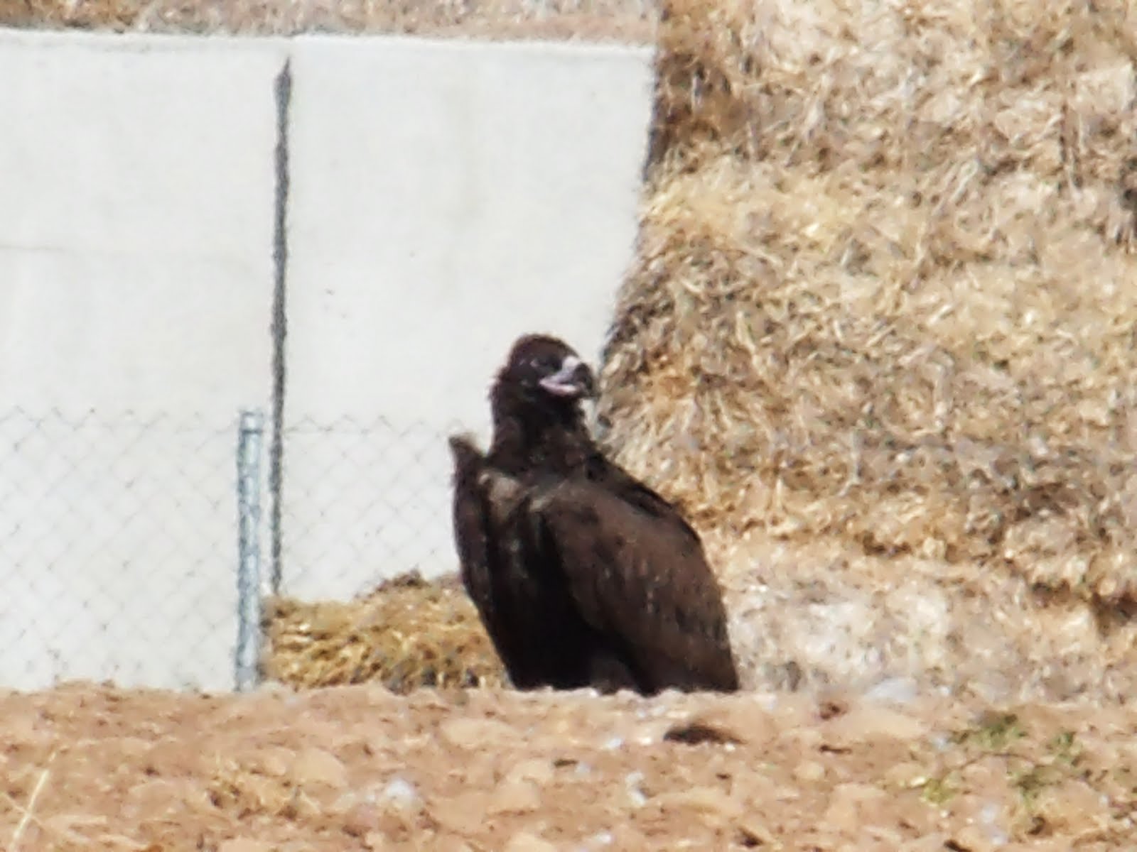 Naturaleza de Quintanilla del Agua (Burgos) Buitre negro en la granja