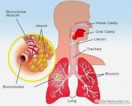 căn nguyên gây ra viêm amidan và viêm họng của bạn căn nguyên gây ra viêm amidan và viêm họng của bạn