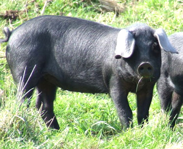 large black pig, large black pigs, about large black pig, large black pig breed, large black pig breed info, large black pig breed facts, large black pig behavior, large black pig care, caring large black pig, large black pig color, large black pig characteristics, large black pig facts, large black pig for bacon, large black pig history, large black pig hair, large black pig info, large black pig images, large black pig longevity, large black pig origin, large black pig photos, large black pig pictures, large black pig rarity, raising large black pig, large black pig rearing, large black pig size, large black pig temperament, large black pig uses, large black pig weight