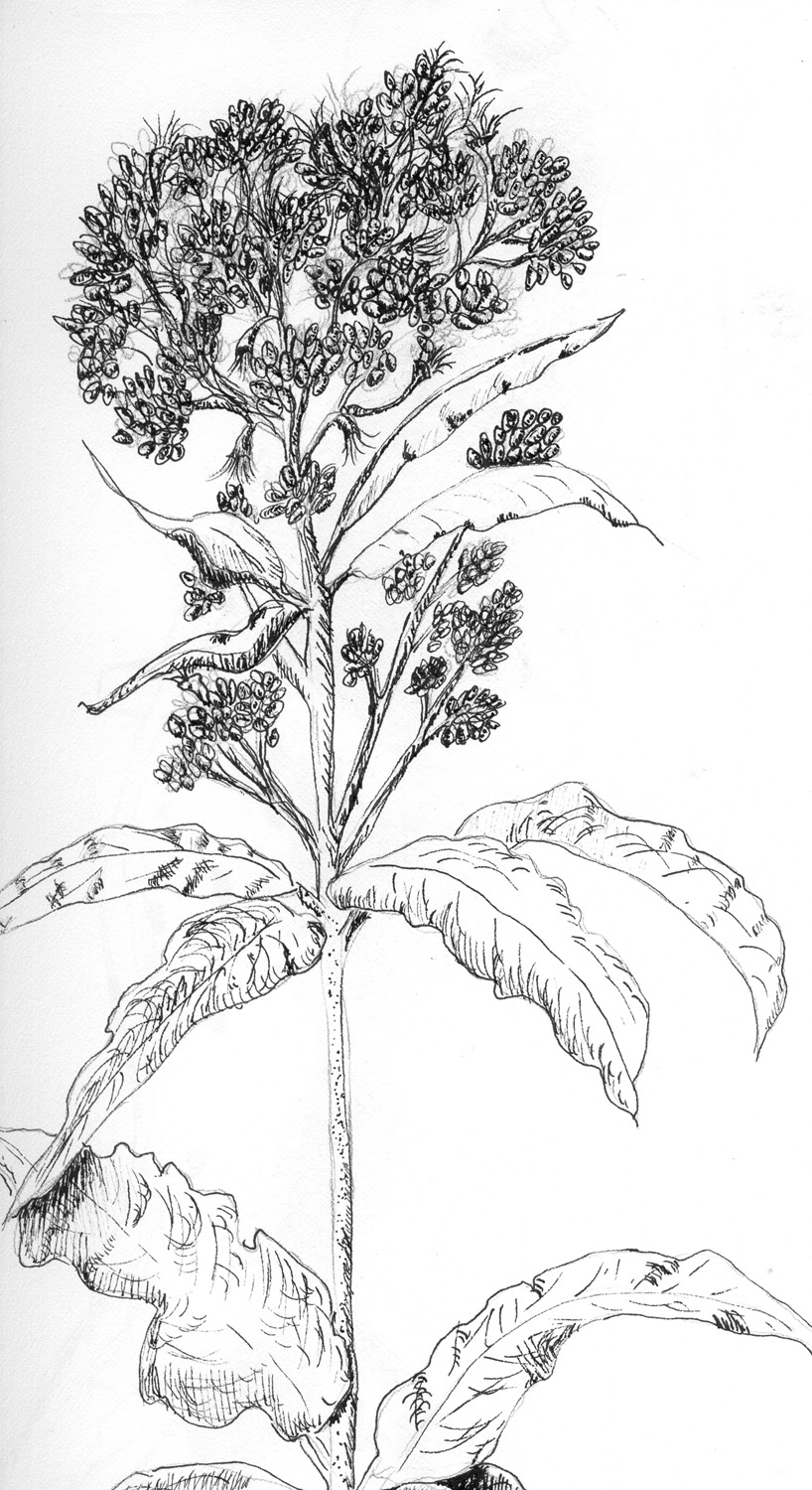 Herbs, Health and History: Hasty Helpful Weeds - Joe Pye Weed