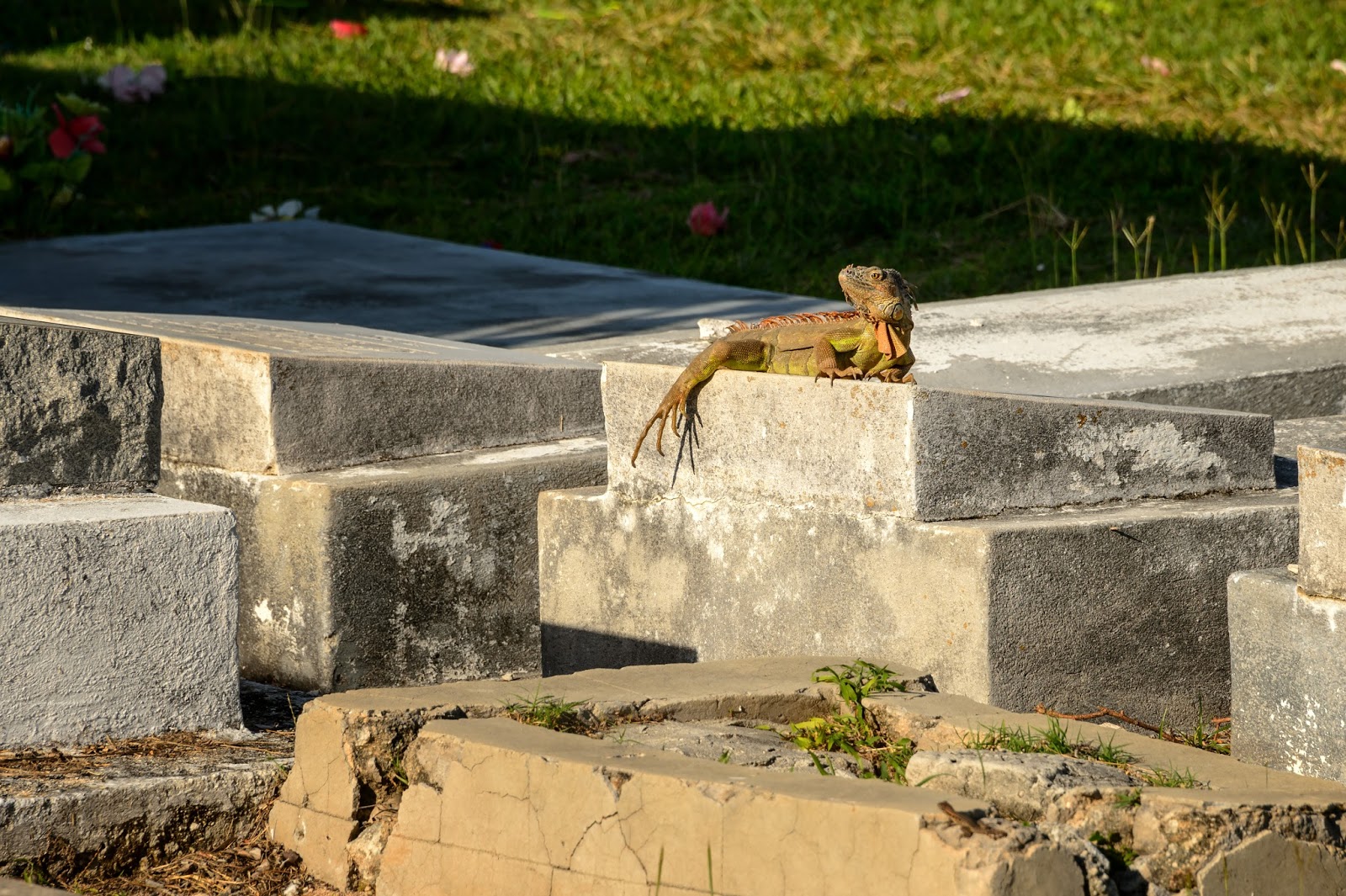 Bubba's Garage Looking for Iguanas at the Key West Cemetery
