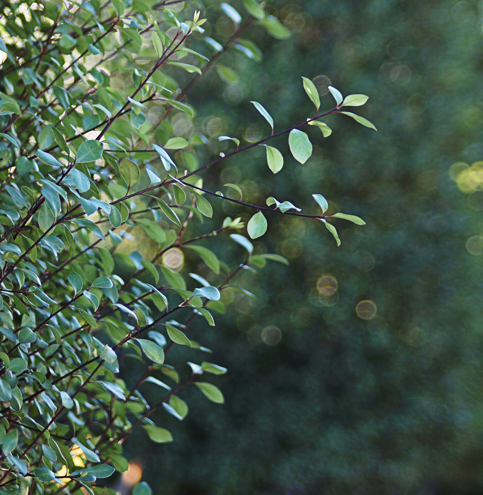 The Gardens Of Petersonville Beseiged By Blight