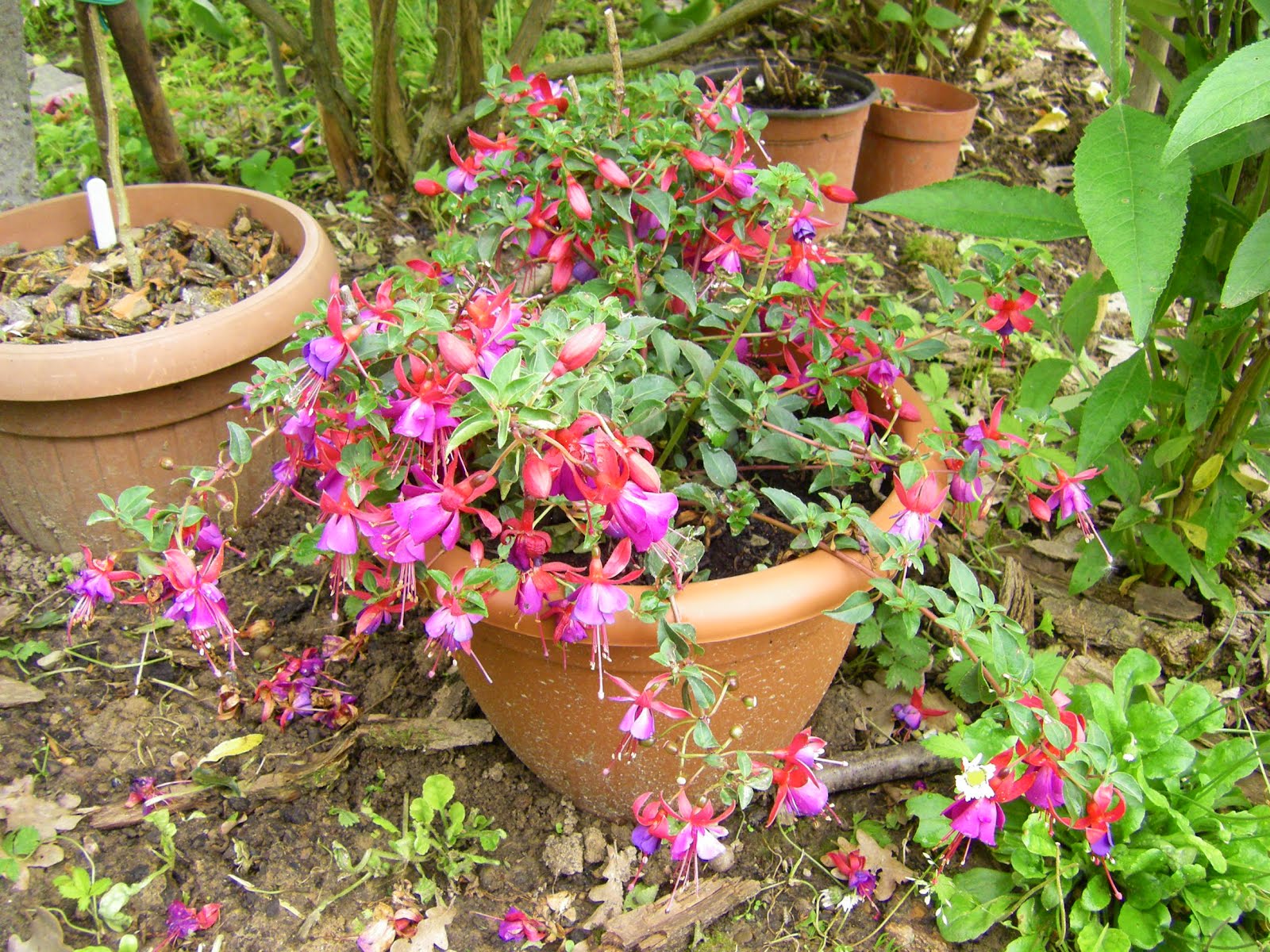 Coltiva Un Giardino: Gioca Gratuitamente A Roblox Farming Sim - Foto 5