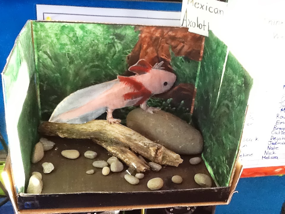 Room 10 The Mexican axolotl habitat By Melissa