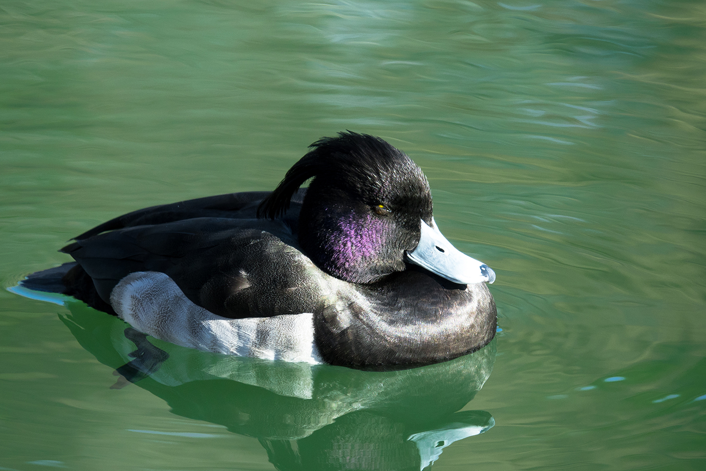 ゆらゆらと　濃いめの頬紅　寝落ち前