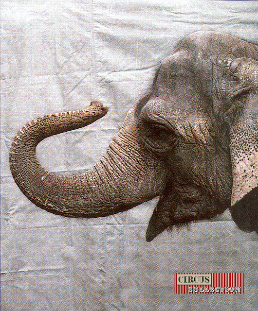 Portrait de l'éléphant Siri