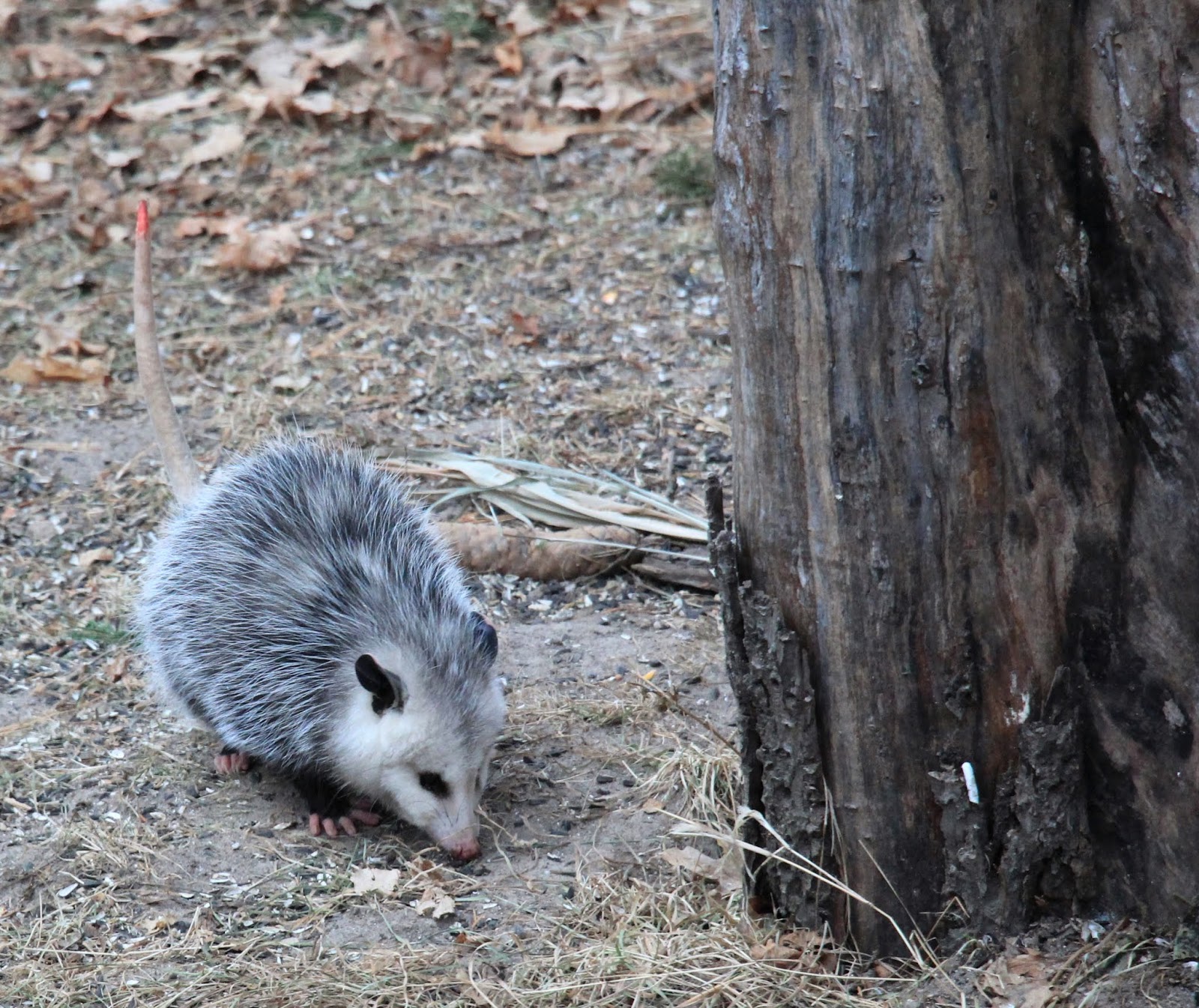 NATURE NOTES November 2018