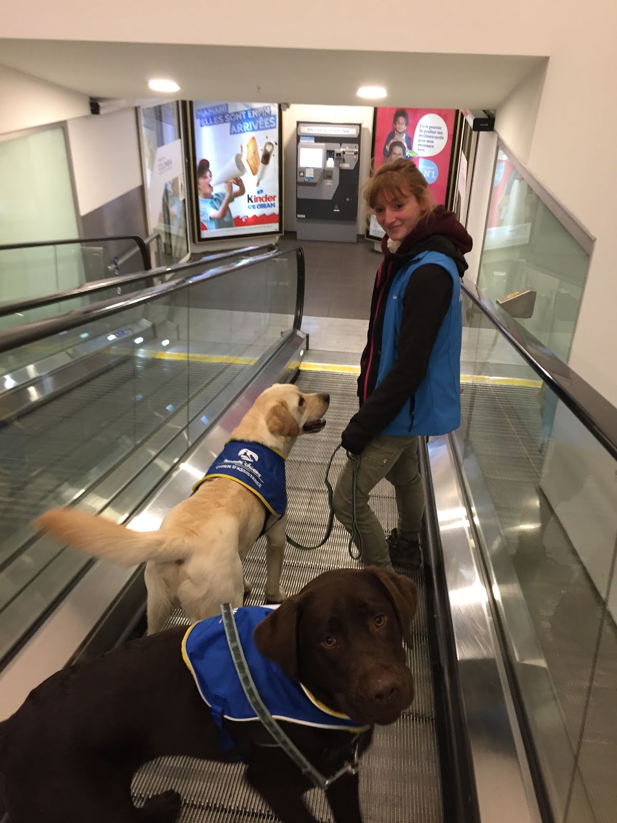 HANDI'CHIENS Bretagne: Vu(s) à la télé...