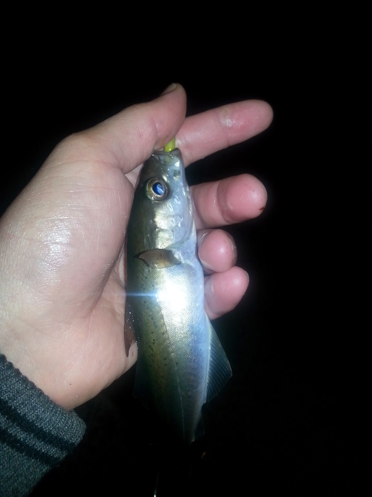 Luremaniac! Quick fun with pollock and coalfish.