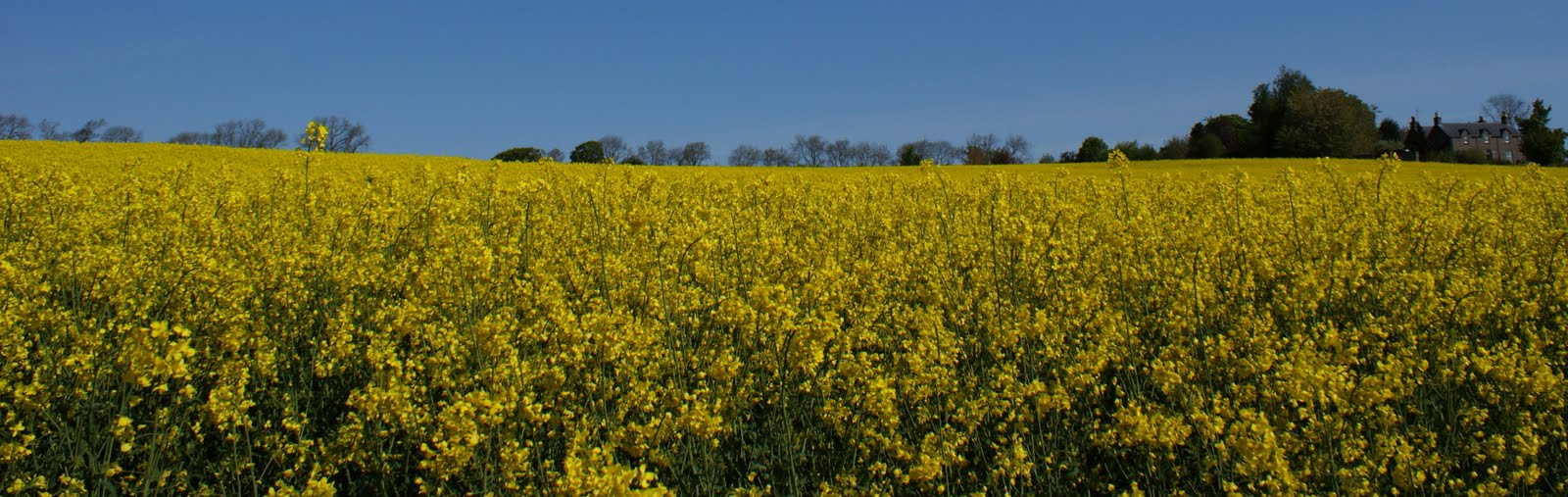 Tour Scotland Tour Scotland Photographs Yellow Fields Blairgowrie 4th May