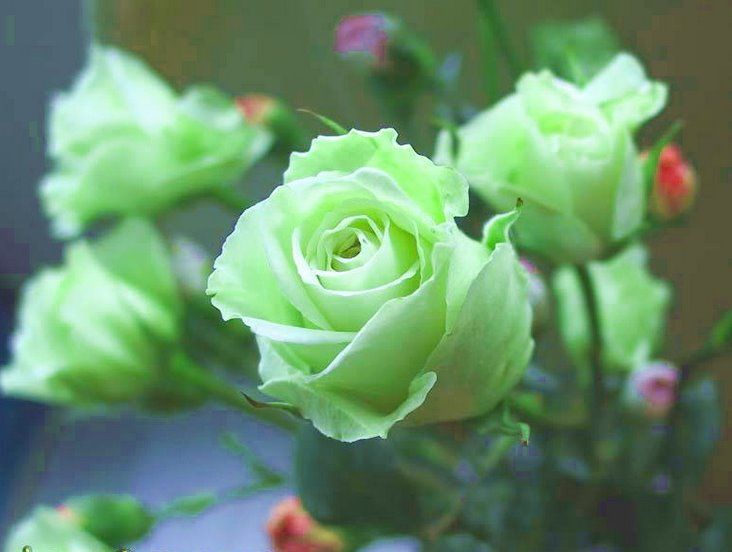 Green Rose flowers flowers