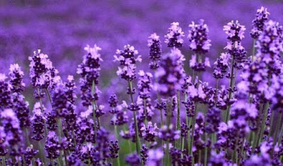 Cara Menanam Bibit Bunga  Lavender  Kebun Naya