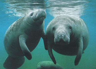 Mary J Getten Animal Communicator: Manatees