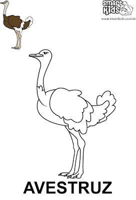 avestruz - Desenhos de Animais para Colorir e Imprimir