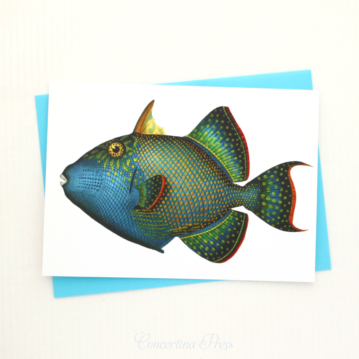 Triggerfish Gift Blank Greeting Card