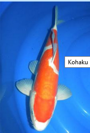 Gambar Jenis Kohaku Koi