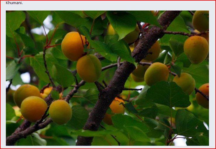 Discover eUttarakhand (उत्तराखंड एक खोज) Famous Fruits of Uttarakhand